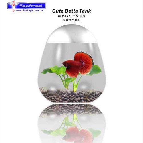 Hồ Cá Betta Mini Hình Quả Trứng - Bể Cá Betta Để Bàn