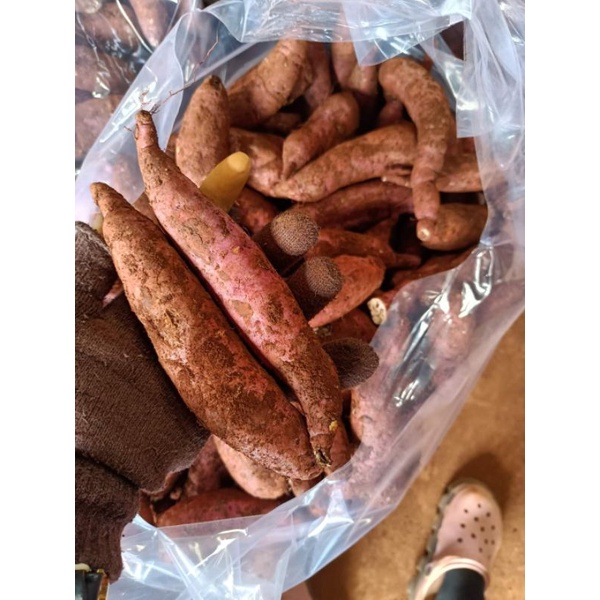 Khoai lang mật lộc bình