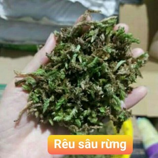 Rêu sâu rừng việt Nam gói 100g