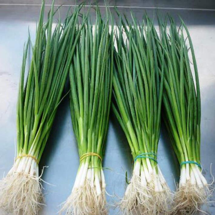 GÓI 50 HẠT GIỐNG HÀNH LÁ 1g HẠT GIỐNG HÀNH LÁ CAO SẢN hành hoa  cao sản  KHUYẾN MẠI TẾT