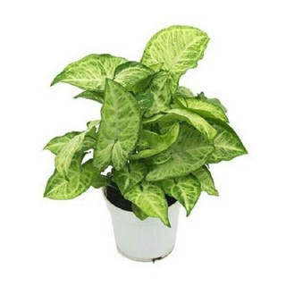 Cây trầu bà trắng