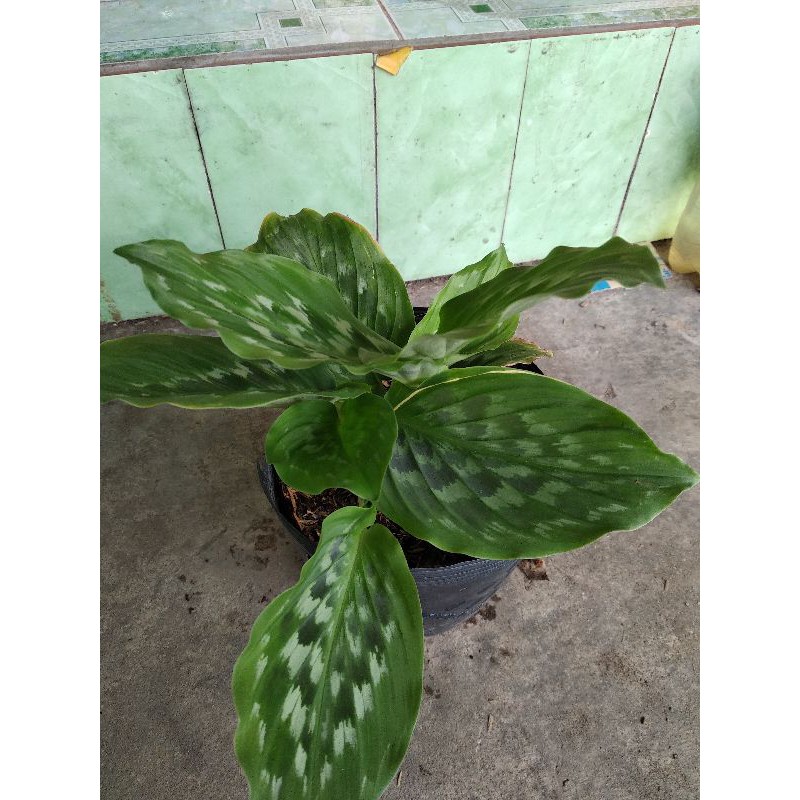 đuôi công rằn đôi