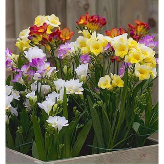 1 set 6 củ hoa lan nam phi 6 màu ( tặng kèm 6 viên nén sơ dừa ươm củ )