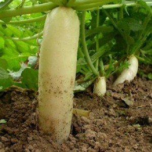 Hạt giống củ cải trắng HN 20gr