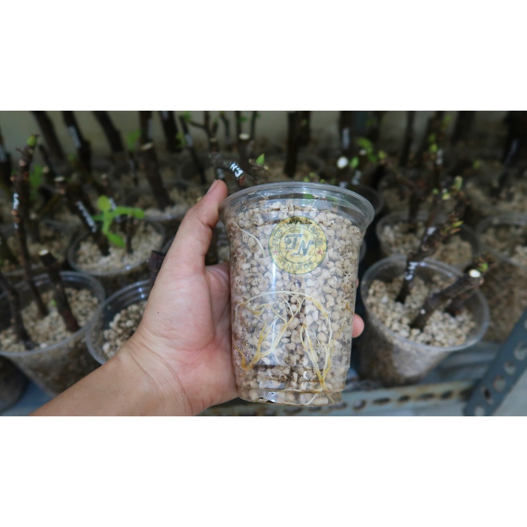 Đá trân châu Perlite Namix dùng giâm cành, trộn đất trồng giúp thoát nước và giữ nước - 5lít ~ 400gr
