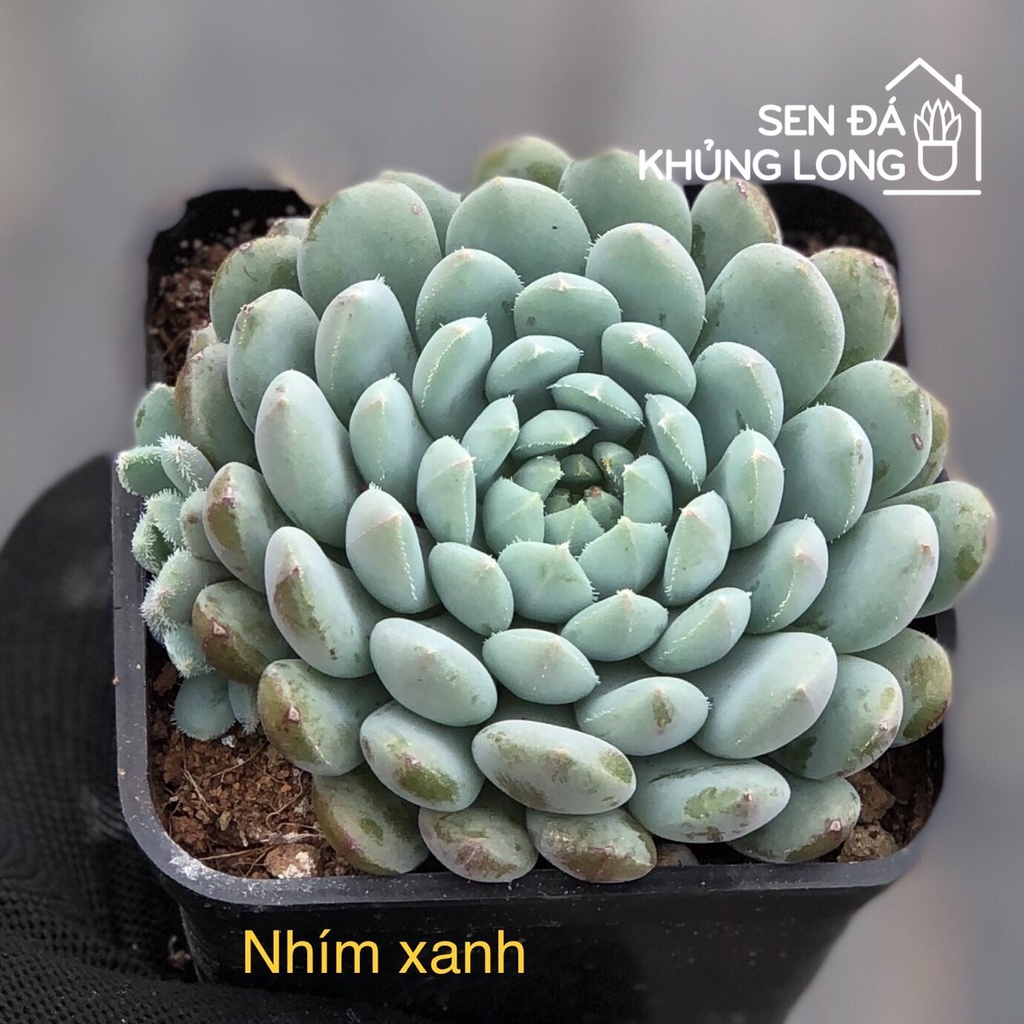 Sen đá Nhím Xanh - echeveria rundelli