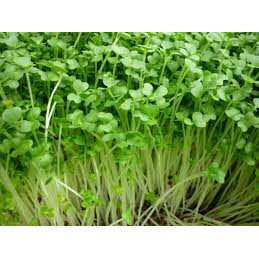 20 gram Hạt giống mầm rau cải mơ