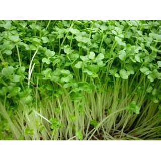 20 gram Hạt giống mầm rau cải mơ