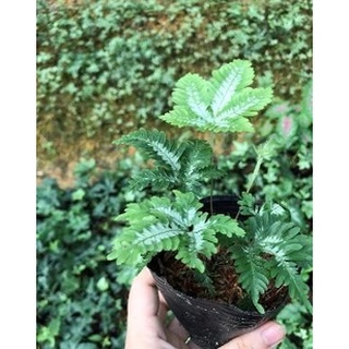 Chậu Dương xỉ cẩm thạch, terrarium bán cạn, cây mini từ 10-15 cm