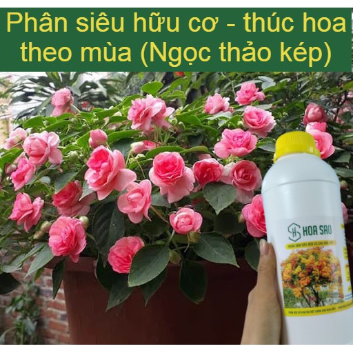 {Combo 2 chai}Phân bón hoa giấy Hoa Sao, phân hữu cơ Hoa Sao,  giúp hoa giấy sai hoa,nở hoa đồng loạt rực rỡ quanh năm