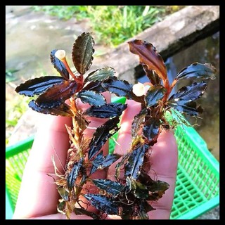 Bucephalandra Sp Brownie Falcon
