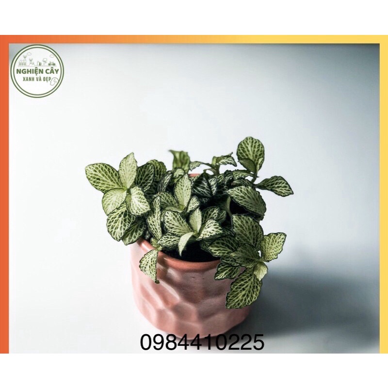 Cây cẩm nhung Fittonia, lá may mắn nhiều màu đẹp - D8 x R8 x C 10 cm - Sẵn chậu nhựa kèm theo