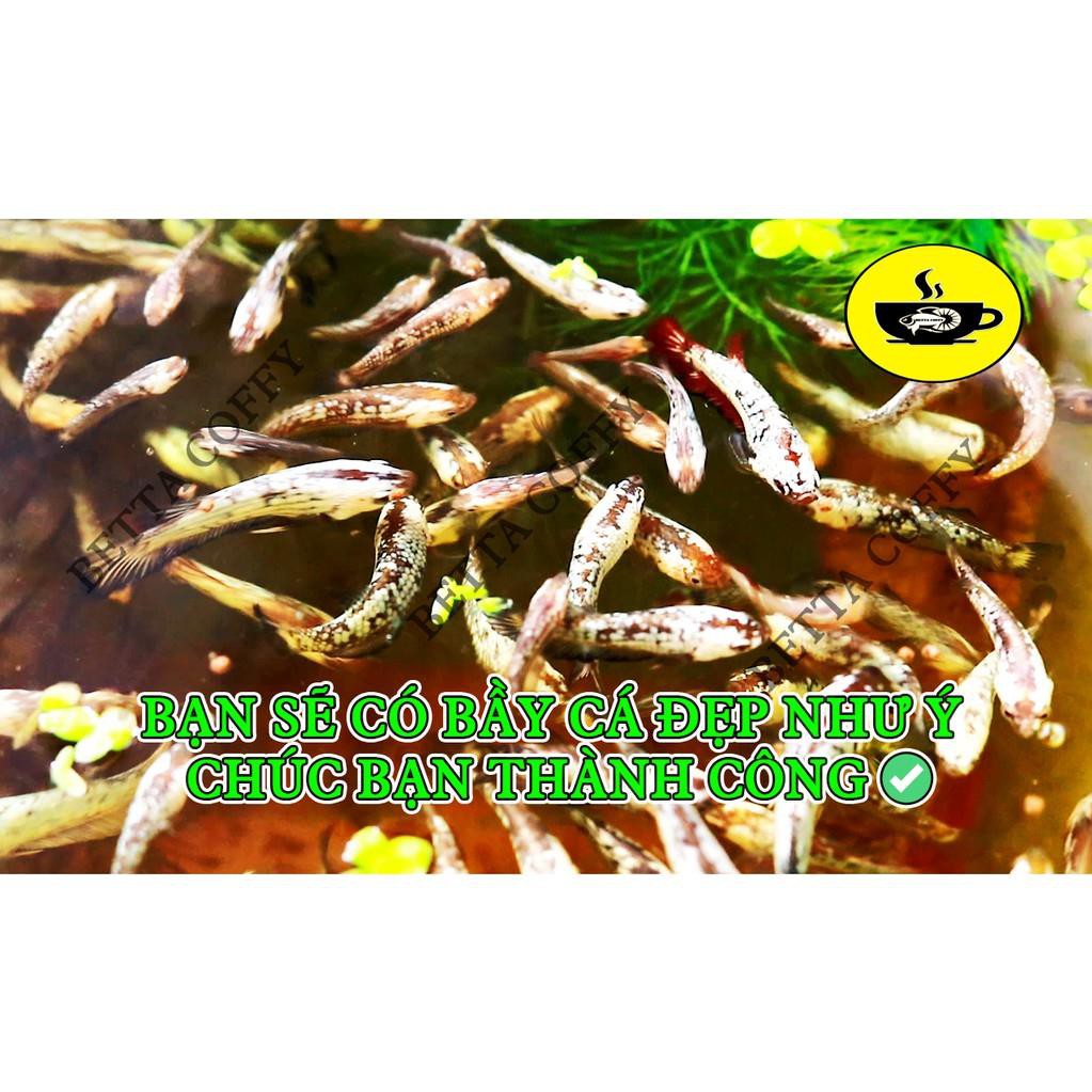🇹🇭 3kg Thức ăn Thái cho cá INVE 2/3 3/5 5/8 + CC RED + CC BROWN