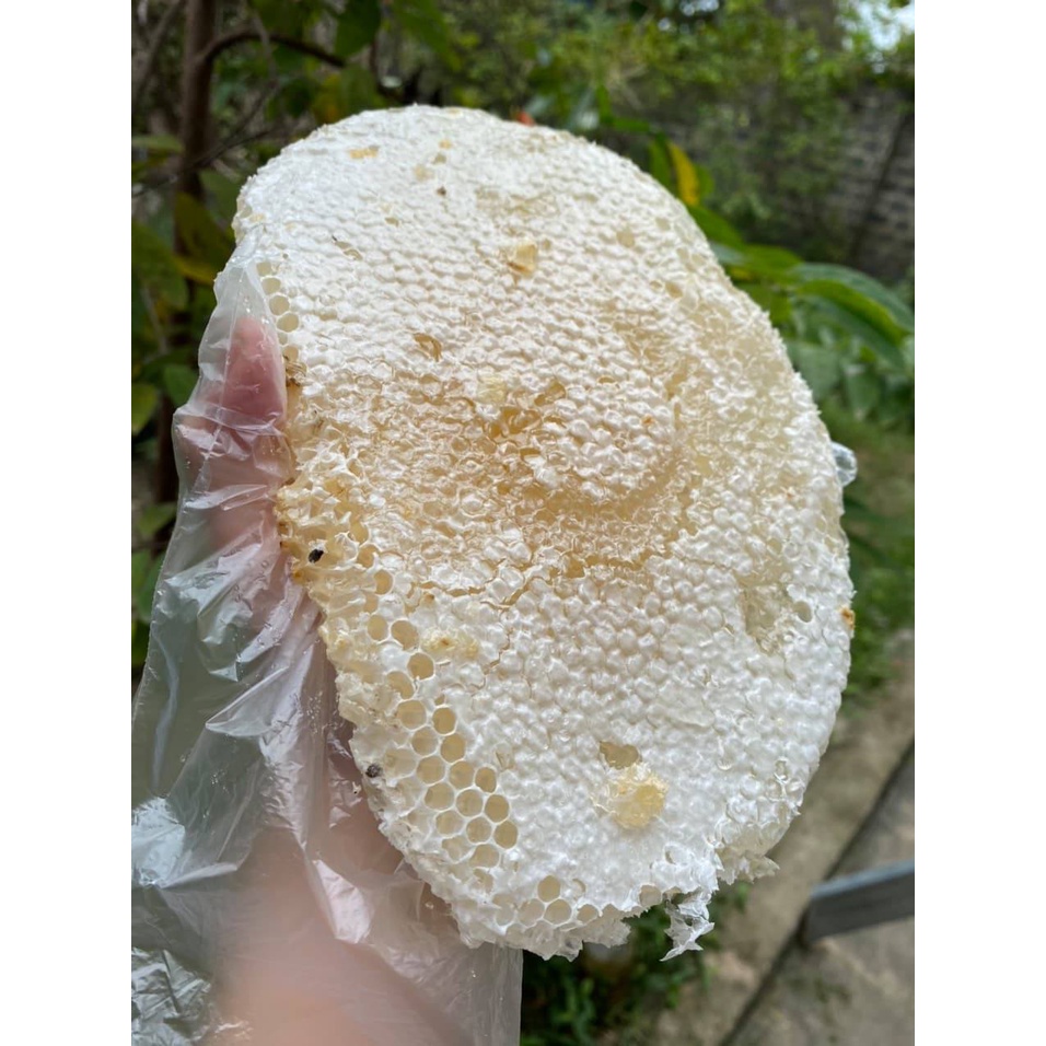 MẬT ONG TRẮNG MÙ CANG CHẢI YÊN BÁI NGUYÊN CHẤT 100%