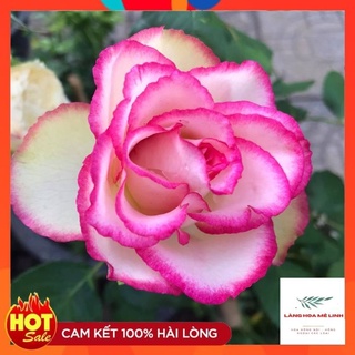 Cây hoa hồng Color Shell là giống hồng bụi, cây phát triển nhanh và khỏe, hoa to đẹp.♥️♥️☘☘☘☘
