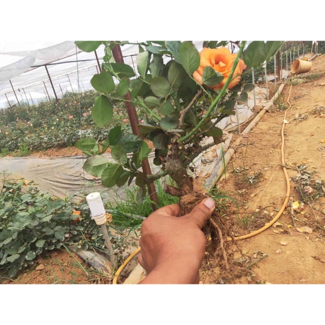 Gốc hoa hồng cam