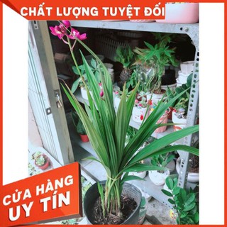 Cây Địa lan, lan đất hay lan chu đinh