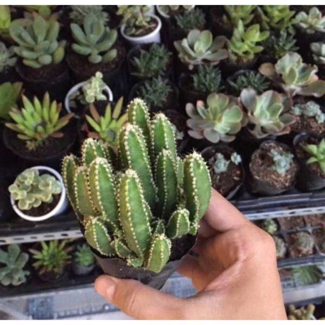 Xương rồng thanh sơn