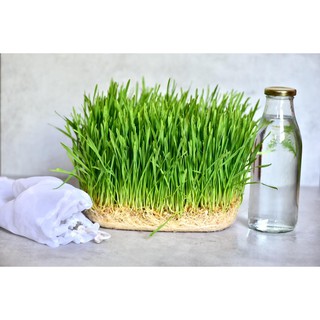 Hạt giống cỏ lúa mì Viethealthy bịch 1kg