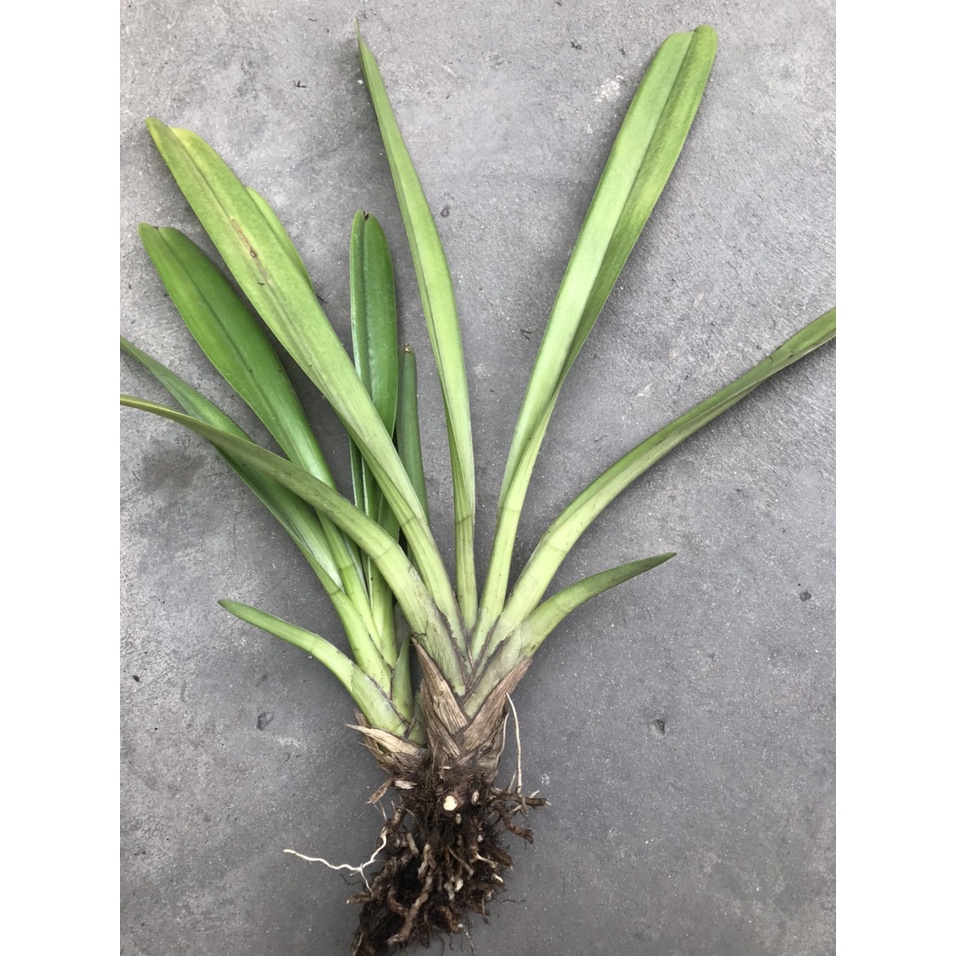 Set 2 thân hoa lan kiếm tiên vũ