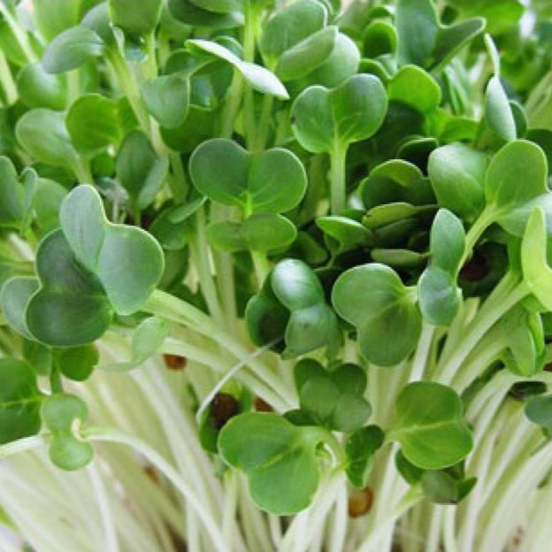 50g HẠT GIỐNG RAU MẦM CỦ CẢI TRẮNG