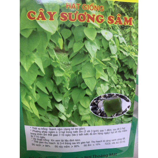 Hạt giống cây sương sâm ( sâm lông ) gói 10 hạt giá rẻ
