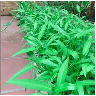 Hạt giống Rau muống cực dễ trồng, nảy mầm 100%, hàng Công Ty