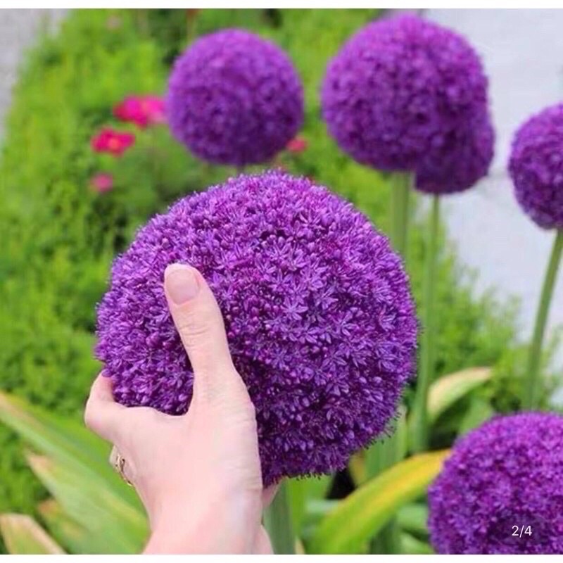 Củ hoa cầu tuyết giá sỉ 6k