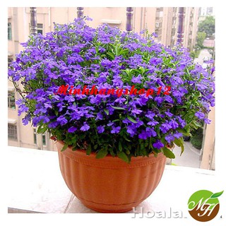 Hạt giống hoa Cúc Lobelia Kèm quà tặng