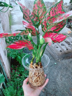 Chậu Cây Vạn Lộc Thuỷ Sinh