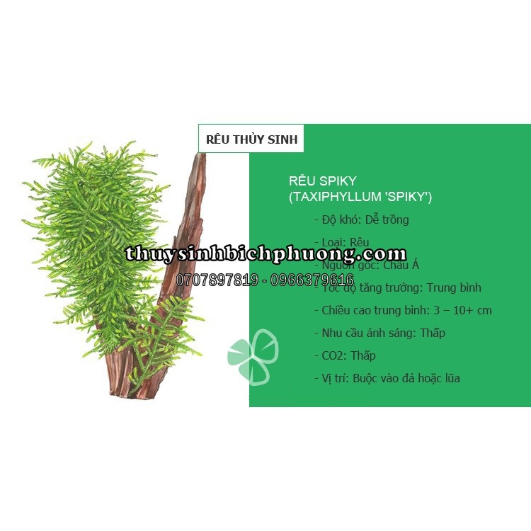 RÊU MINI SPIKY 1 TẤC 10.10cm | CỘT LŨA DÁN ĐÁ TRẢI NỀN ĐA DẠNG KIỂU CHƠI CHO HỒ THUỶ SINH