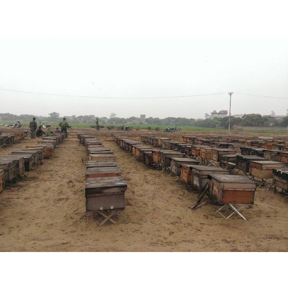 Phấn hoa ăn-ngủ ngon đẹp da, bổ máu 1kg | BigBuy360 - bigbuy360.vn