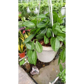 Cây lan đồng tiền