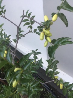 Cây Giống Táo đỏ tân cương - hồng táo - táo tàu cây cao khoảng 80cm