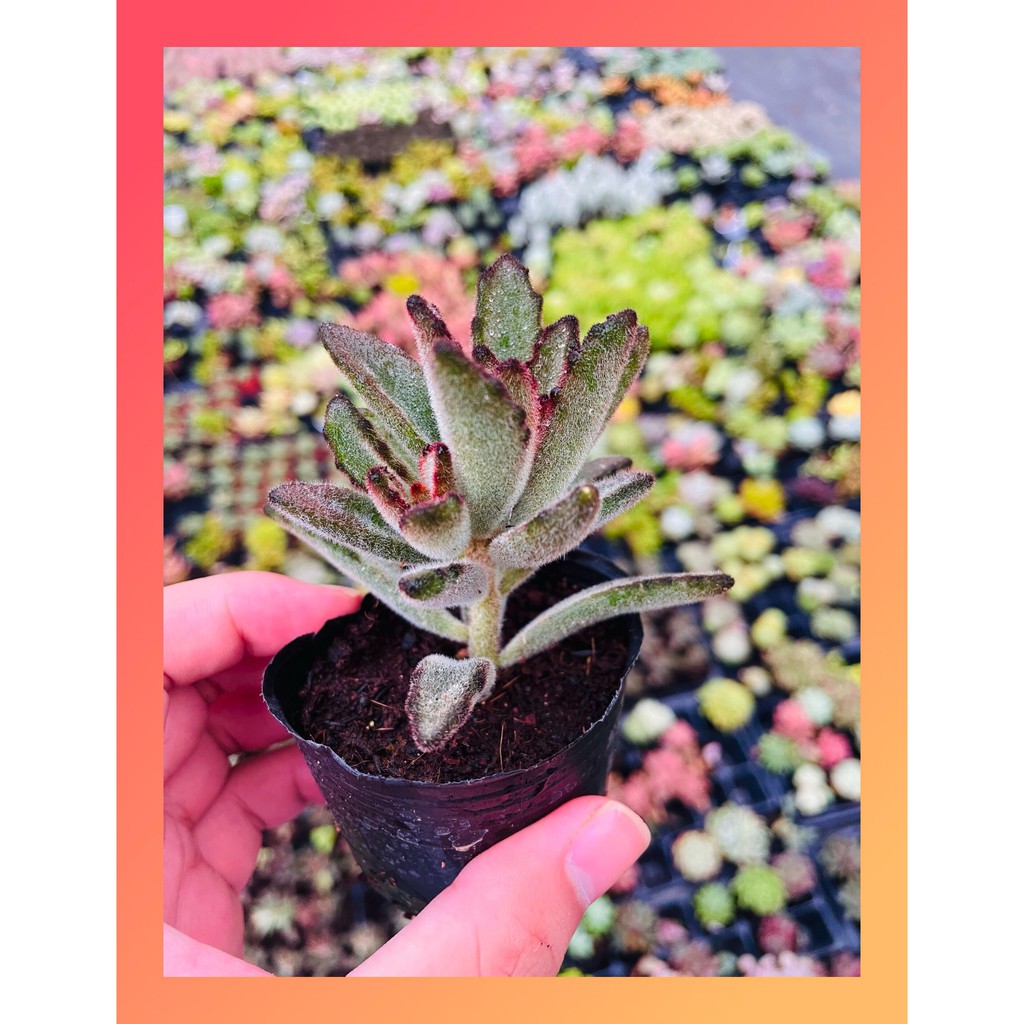 Sen đá nhung lông Đà Lạt size bé cây cảnh trang trí nhà cửa Lolita garden