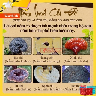 Nấm linh chi Đỏ dạng khay HÀN QUỐC [ Nấm Linh Chi _ Quà Tặng Cao Cấp ]