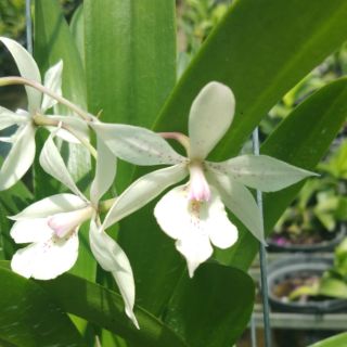 😍😍 Diac x Epi. "Long River"