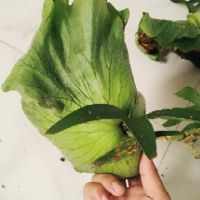 Cây Ổ Rồng