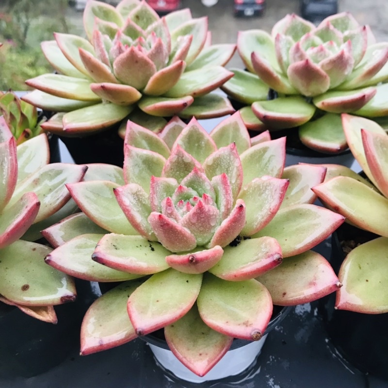 Sen đá Pha lê đỏ 7-12cm