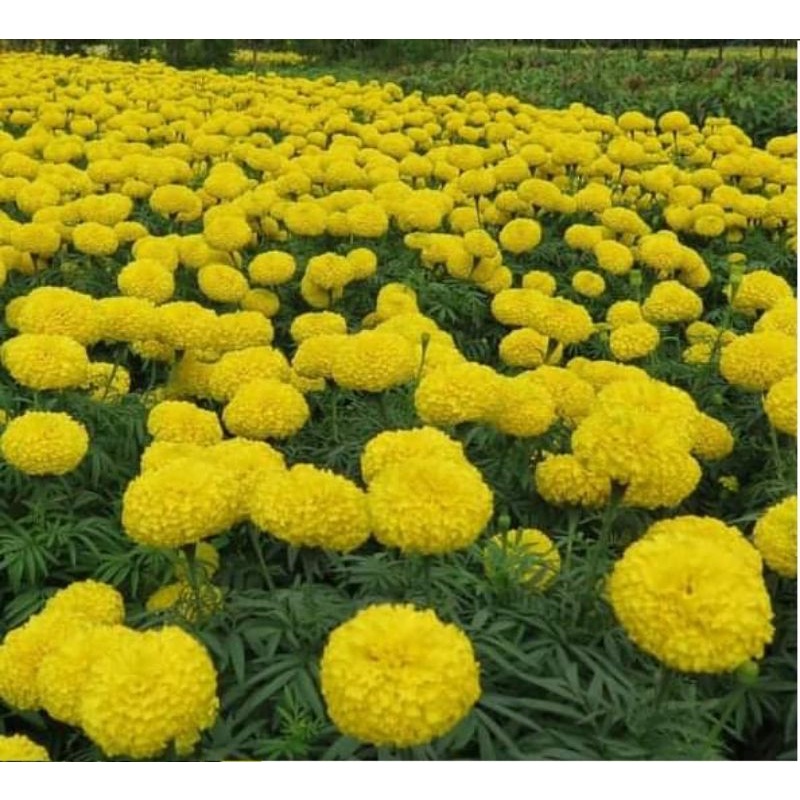 gói 100 hạt giống hoa vạn thọ vàng