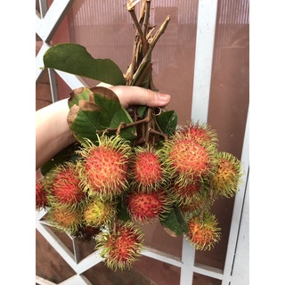 Chôm Thái 40k/kg