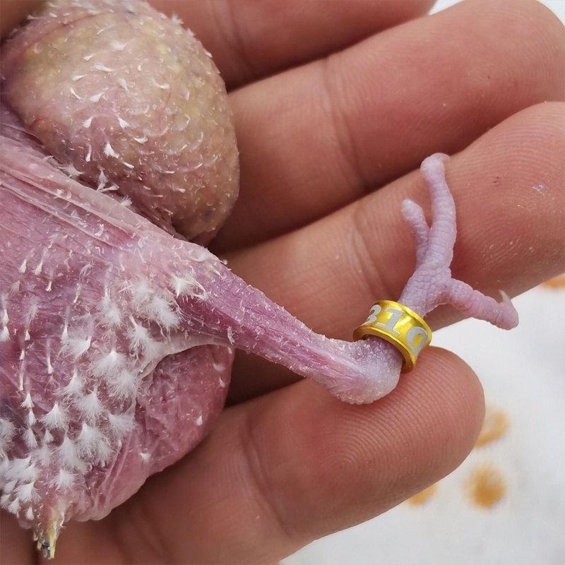 10pcs Vòng đeo chân chim 4mm nhiều màu sắc, vòng chân vẹt dồ chơi làm đẹp