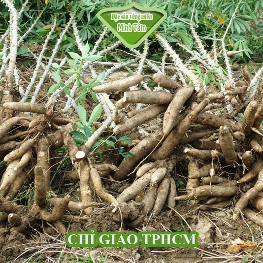 Khoai Mì [CHỈ GIAO TP.HCM]
