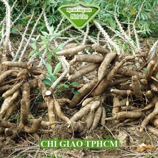 Khoai Mì [CHỈ GIAO TP.HCM]