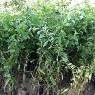 Cây giống mận hậu