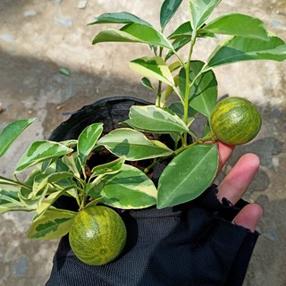 Cây tắc var (cẩm thạch) mini (quất var), hạnh var đang cho hoa và quả - Summer Garden