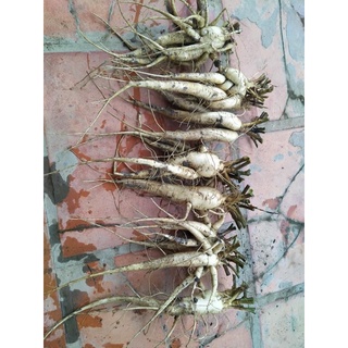Hạt giống Sâm Bố Chính