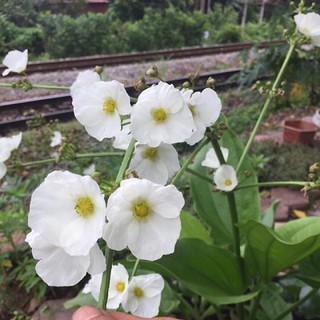 cây giống hoa bách thủy tiên ( thủy cúc) cánh đơn