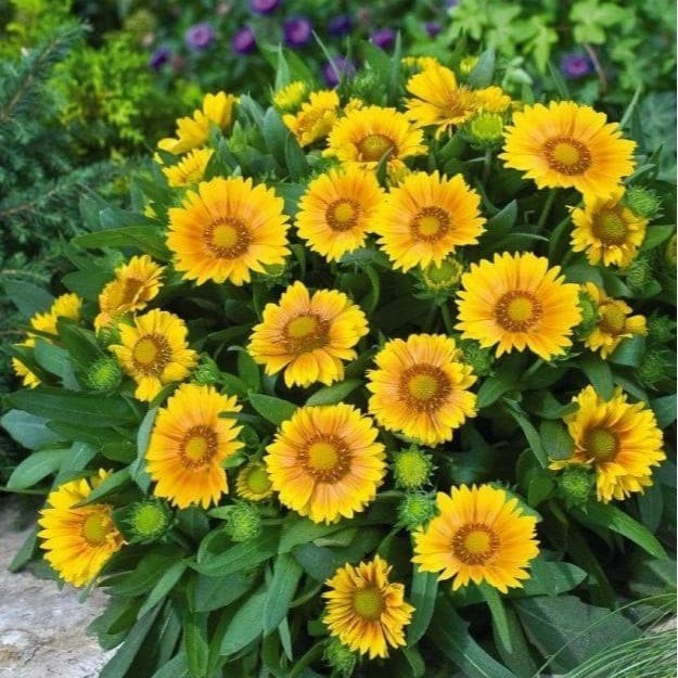 HẠT GIỐNG HOA CÚC CÔNG CHÚA Hoa Chăn Gaillardia  Hạt Đẹp Tươi Sáng Hoa Cắt Lớn
