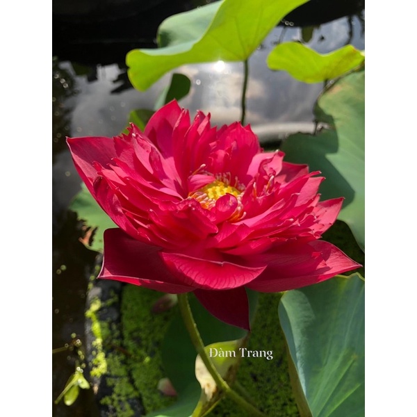 Củ sen đỏ Red Silk